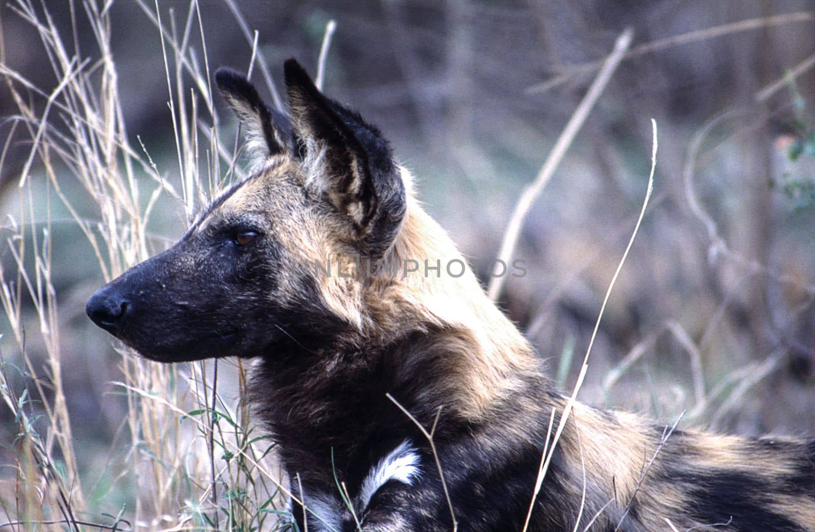 Wild Dog (Licaon pictus), Kruger National Park, Mpumalanga, South Africa