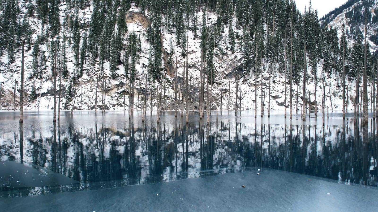 Coniferous tree trunks come out of a mountain lake by Passcal