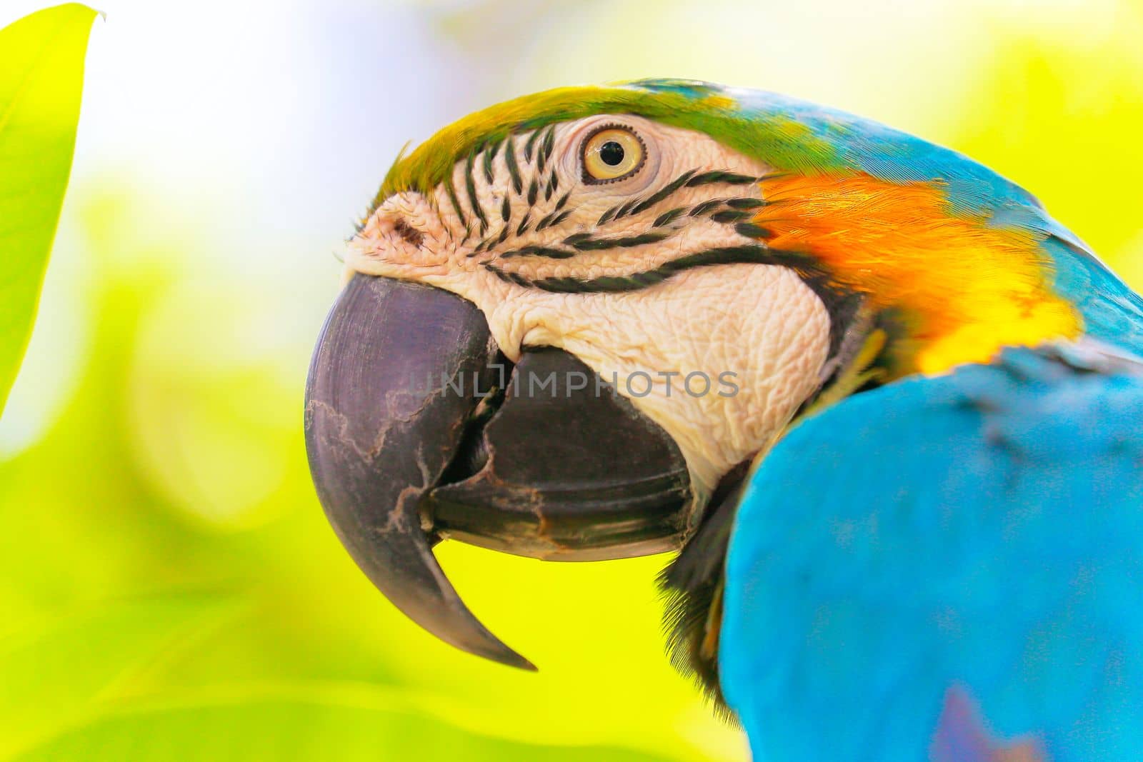 Blue and Yellow Parrot macaw tropical bird on nature background, Pantanal wetlands, Brazil
