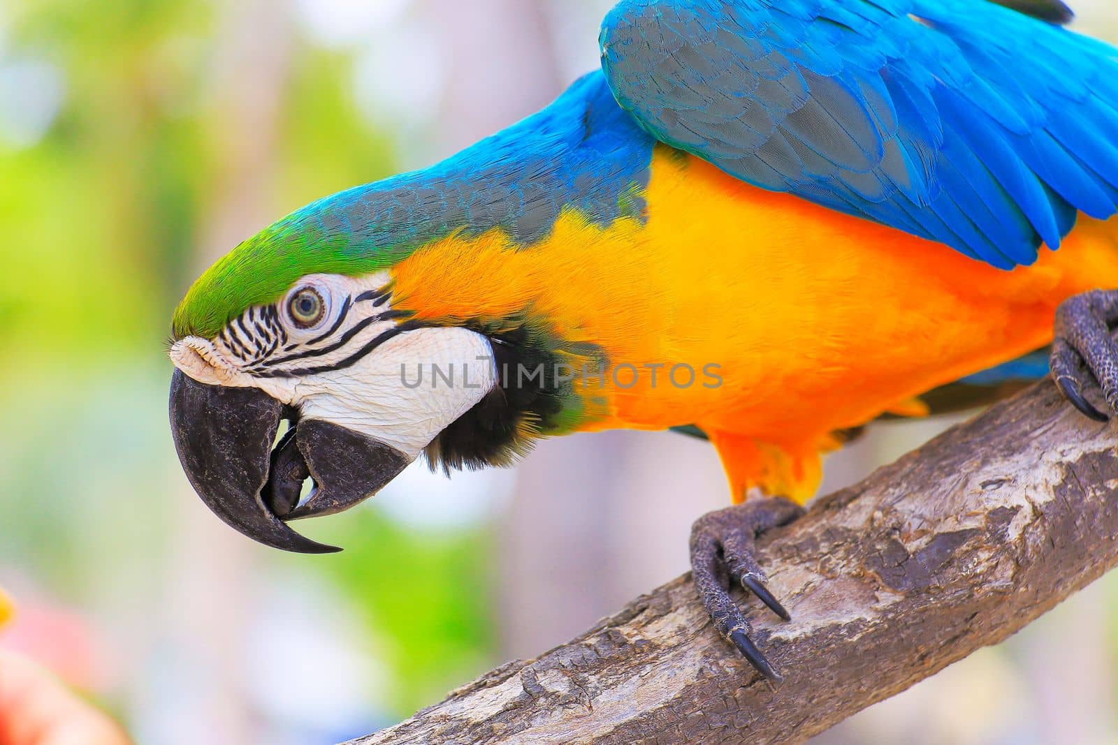 Blue and Yellow Parrot macaw tropical bird on nature background, Pantanal wetlands, Brazil