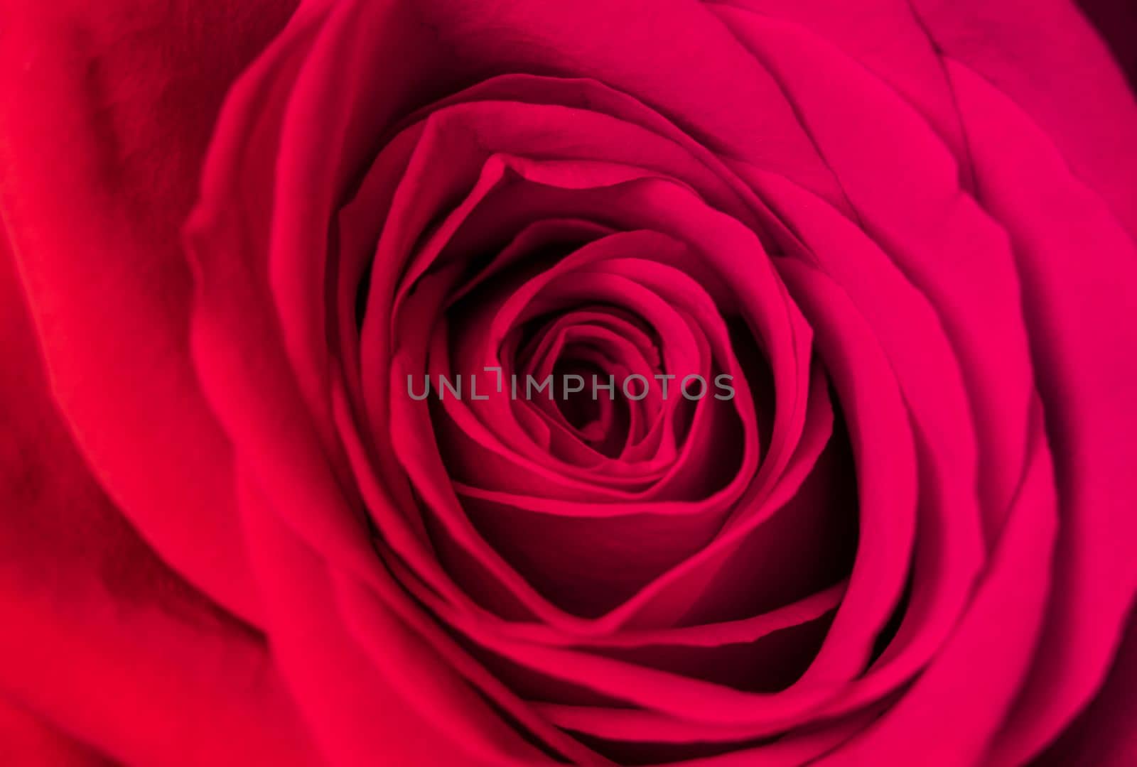 Close-up of abstract image of pink rose petal. Valentine day, love and wedding concept. by ImagesRouges