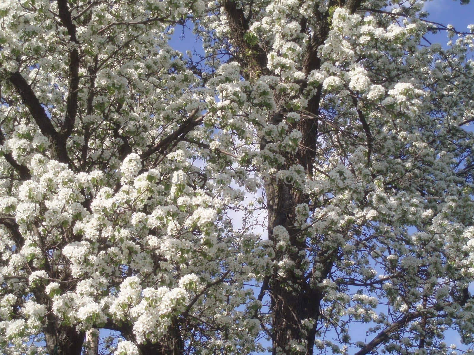 Flowering spring trees. Beautiful garden. by Olga_OLiAN