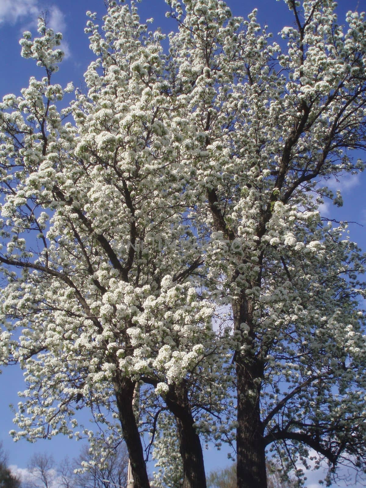 Flowering spring trees. Beautiful garden