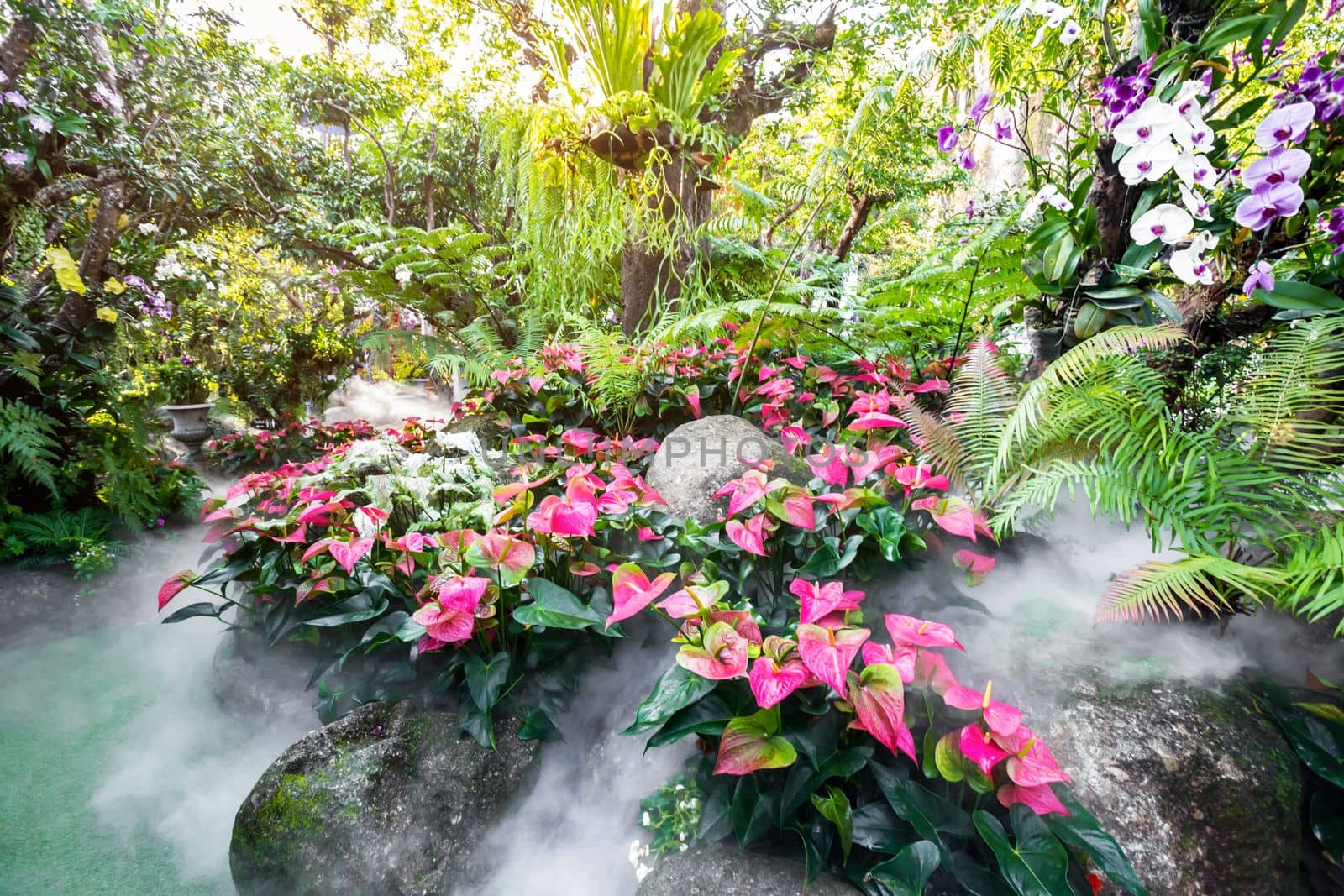 Beautiful spring multicolored flowers in the garden under big trees, Chiang Rai, Thailand