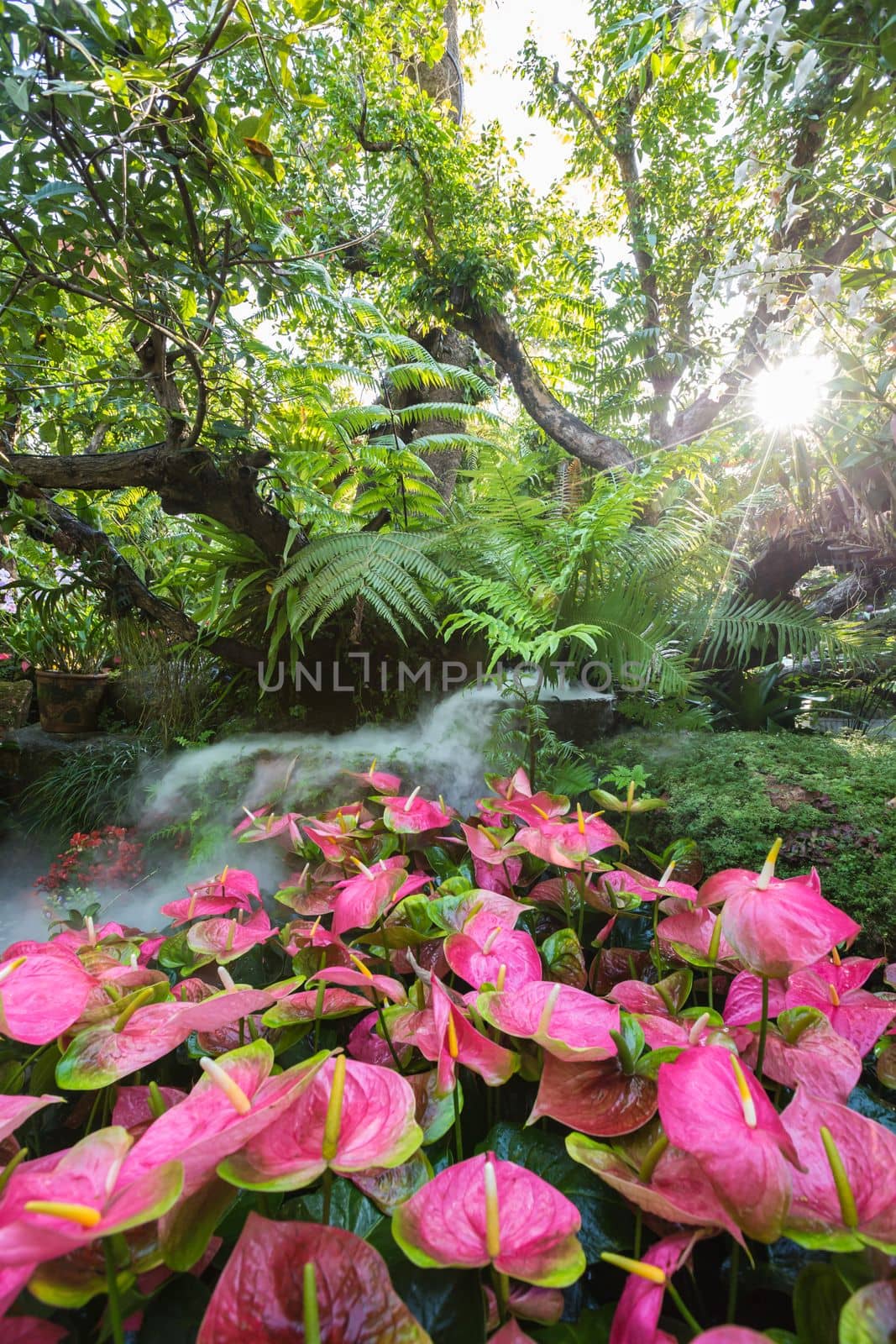 Beautiful spring multicolored flowers in the garden under big trees at Chiang Rai, Thailand