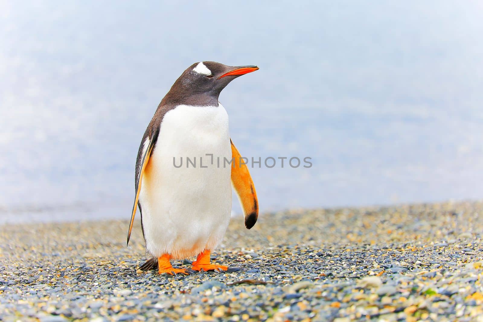 Cute Gentoo Penguins in Tierra Del fuego, Ushuaia, Argentina South America