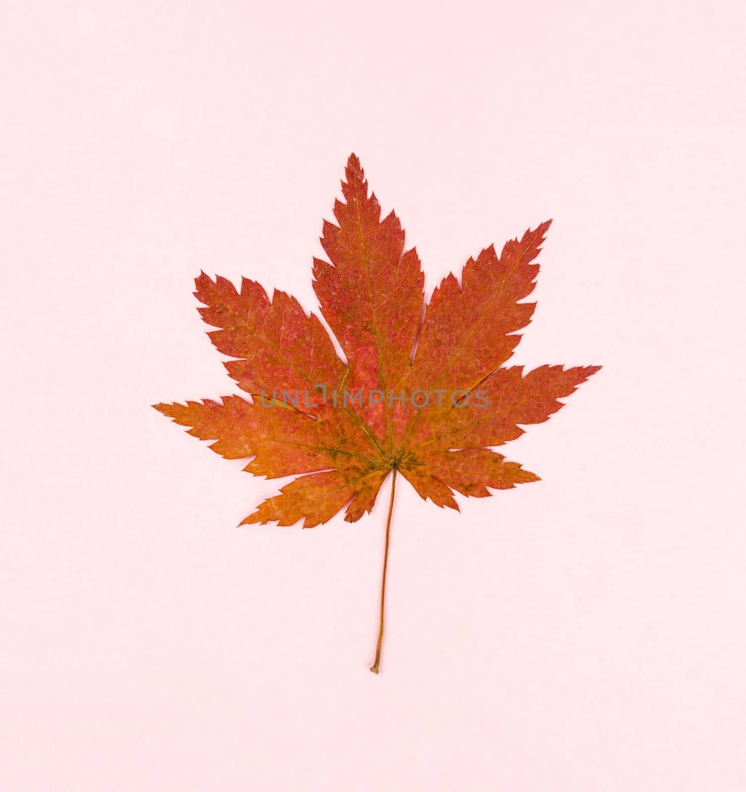 Red maple leaf isolated on pink colour background.