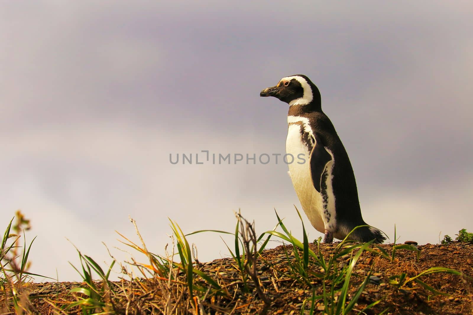 Cute Gentoo Penguins in Tierra Del fuego, Ushuaia, Argentina South America