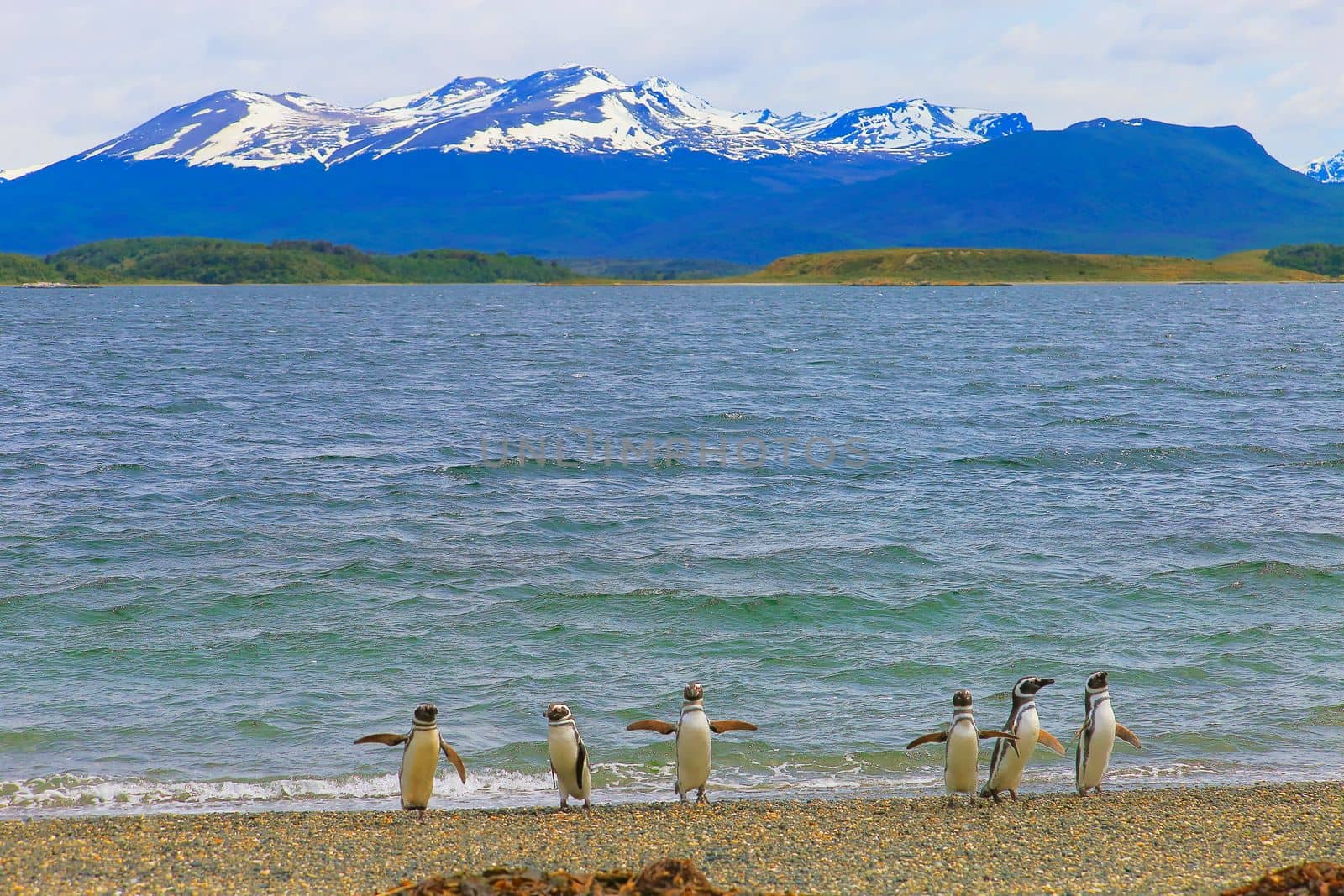 Cute Gentoo Penguins in Tierra Del fuego, Ushuaia, Argentina South America