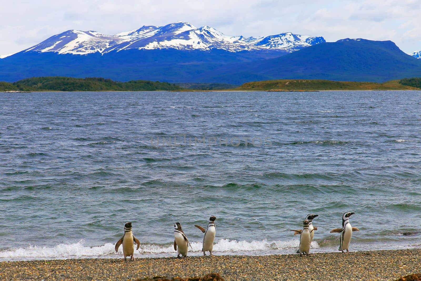 Cute Gentoo Penguins in Tierra Del fuego, Ushuaia, Argentina South America