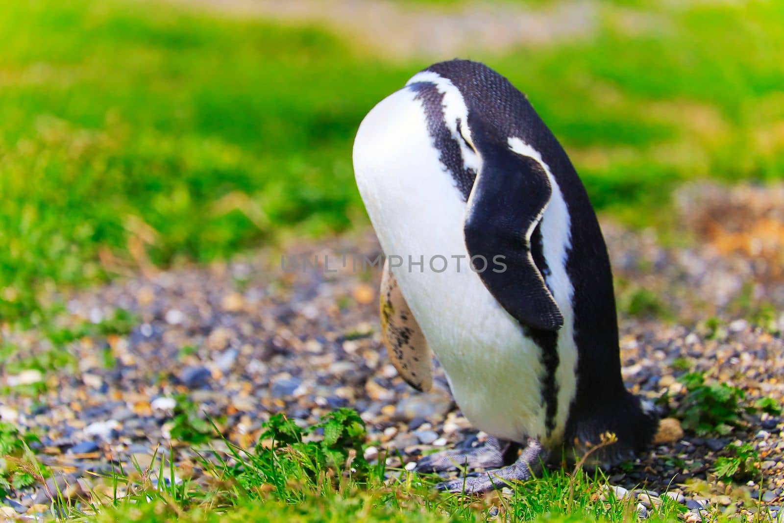 Cute Gentoo Penguin without head in Tierra Del fuego, Ushuaia, Argentina South America