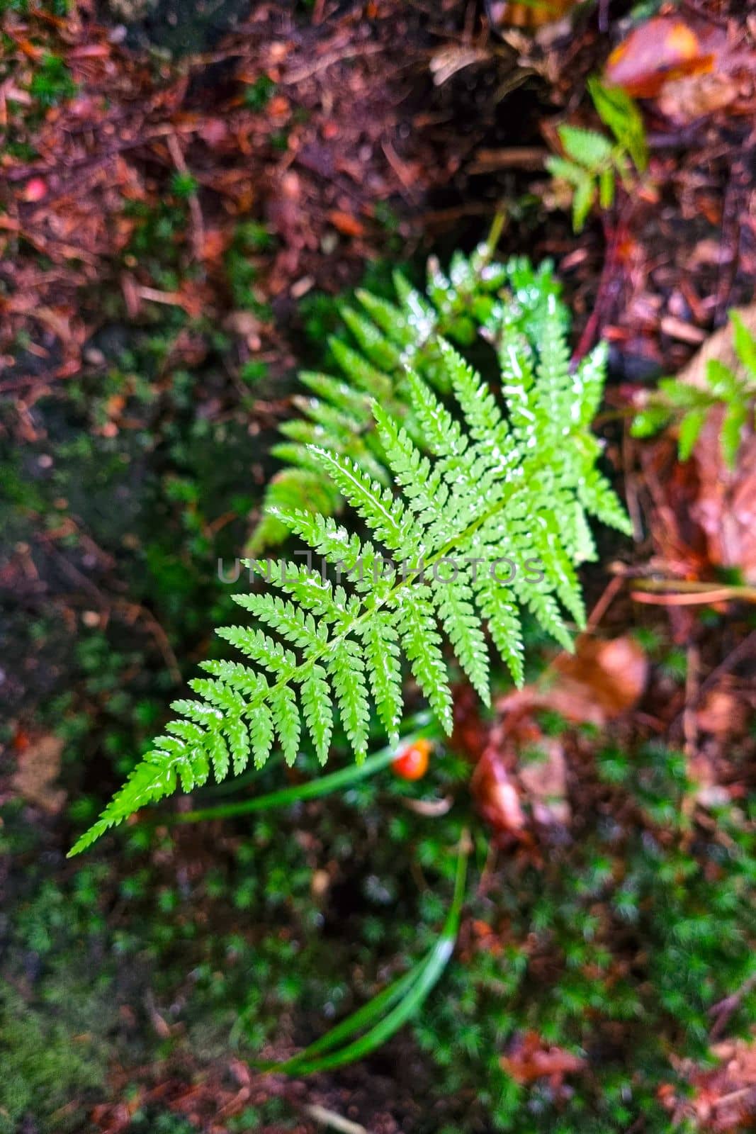 Close-up on a blooming green fern in the forest. Sample of natural ferns. Natural fern