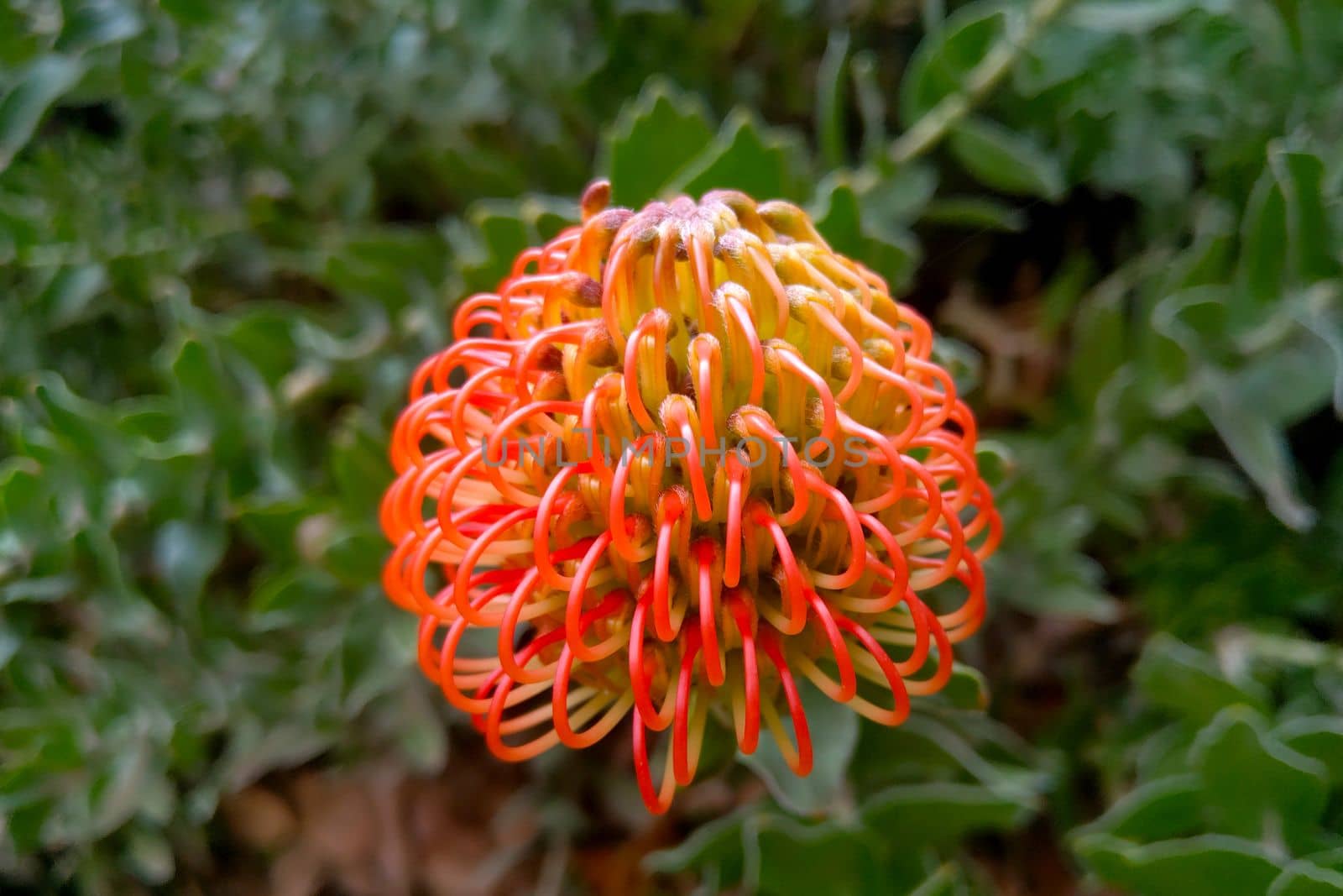 Close-up of Leucospermum cordifolia in bloom. Exotic flower