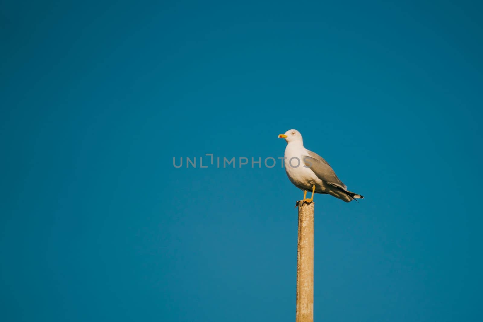 Seagull isolated on blue background. Seagull catch on a post near sea shore.