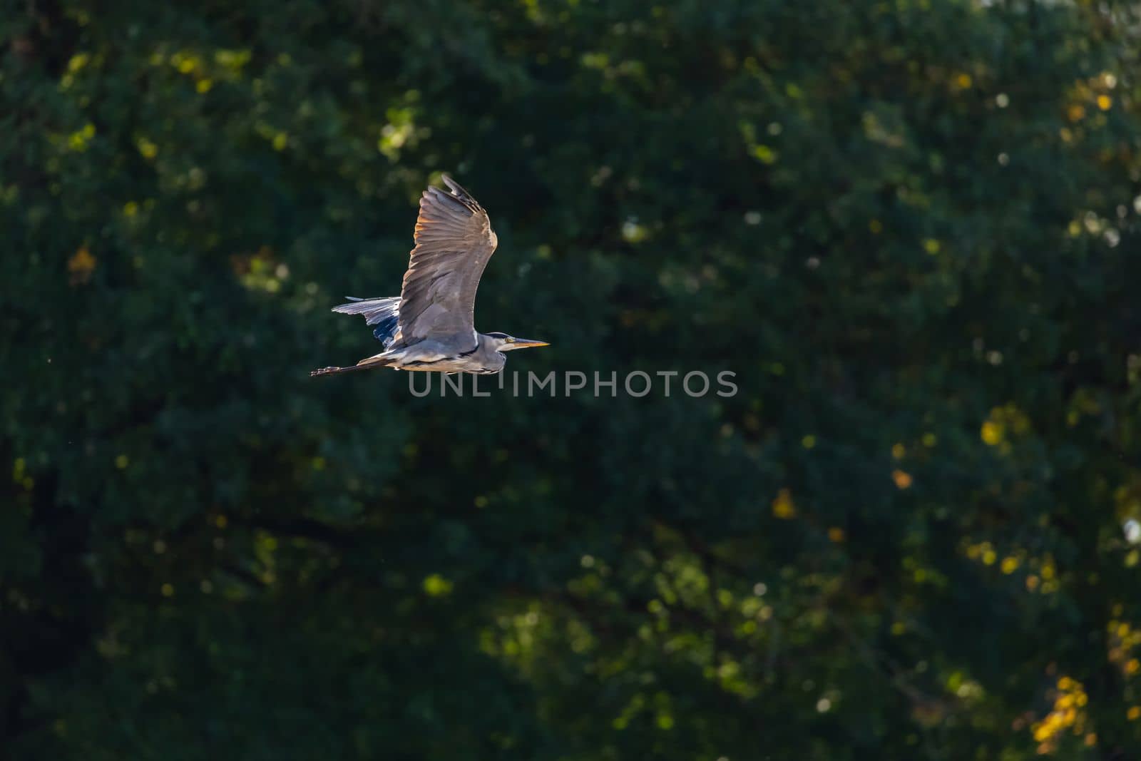 A heron with spread wings in flight in autumn cropped against a natural background
