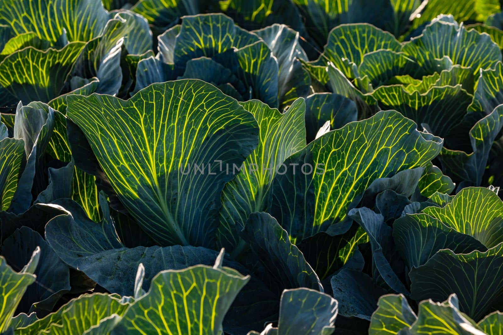 Yellow grain and leaf veins on cabbage against the light and sun in autumn, Germany