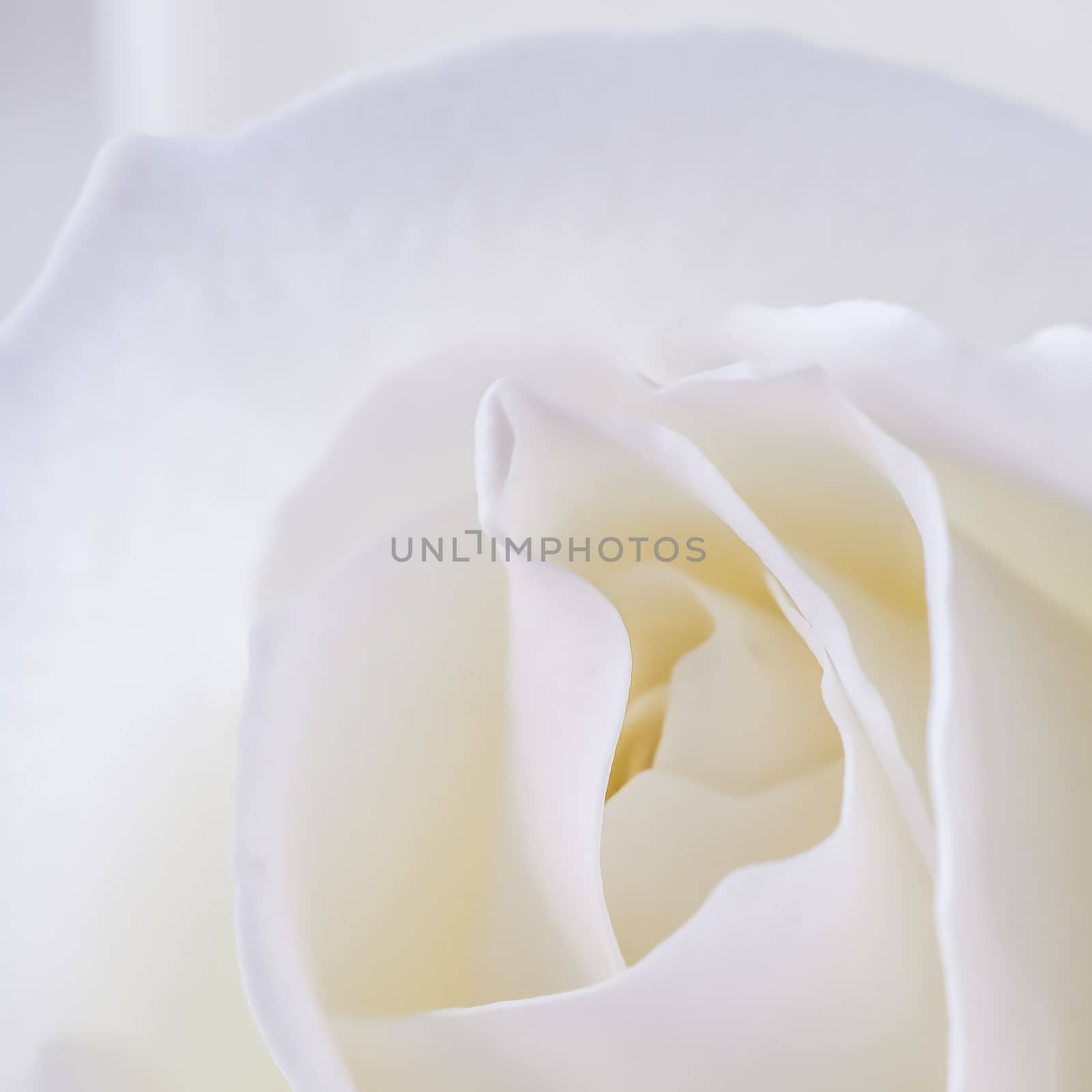 Delicate white rose flower. Macro flowers backdrop for holiday design. Soft focus, abstract floral background
