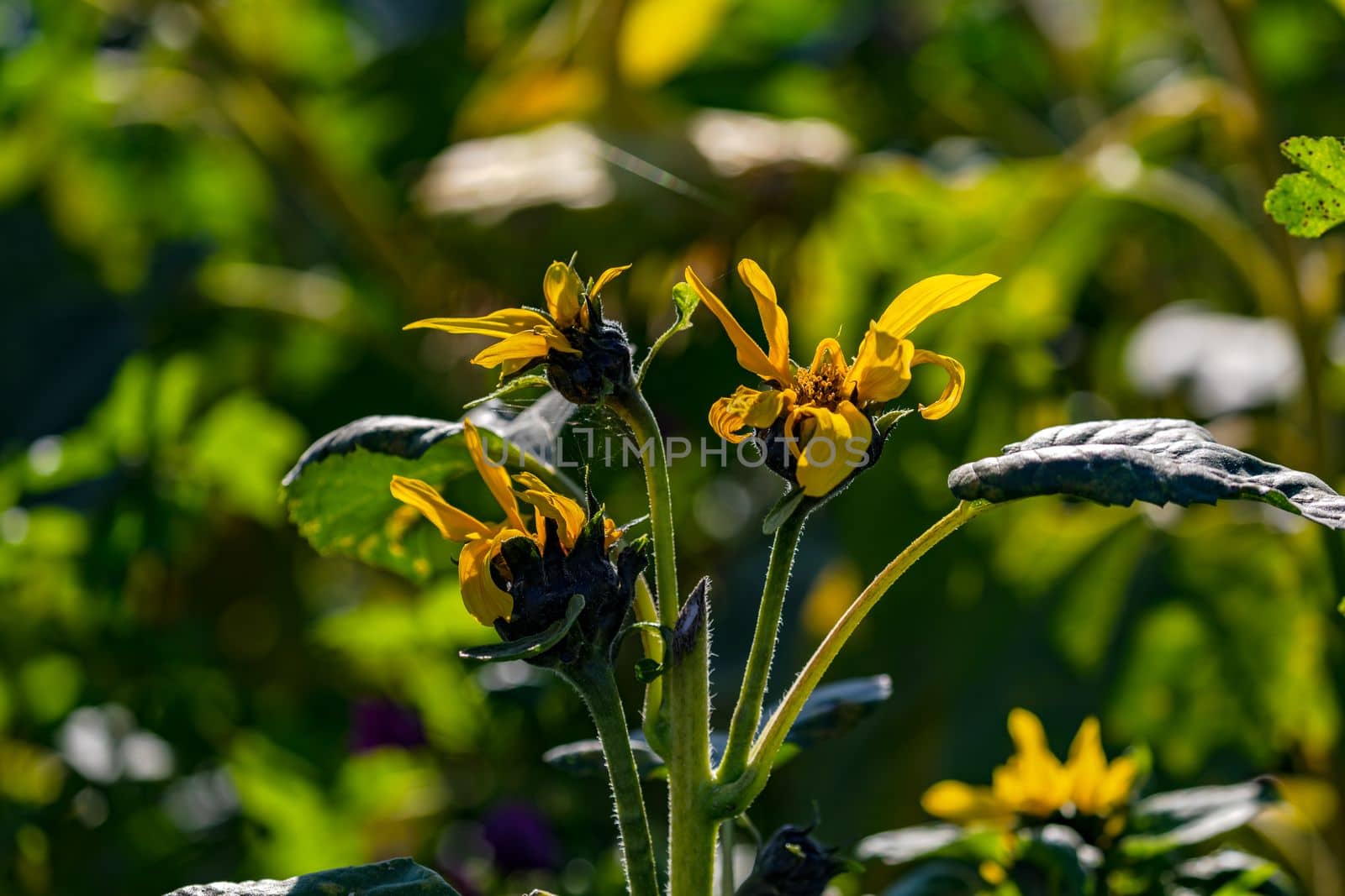 A sunflower with several flowers cropped against green background, Germany