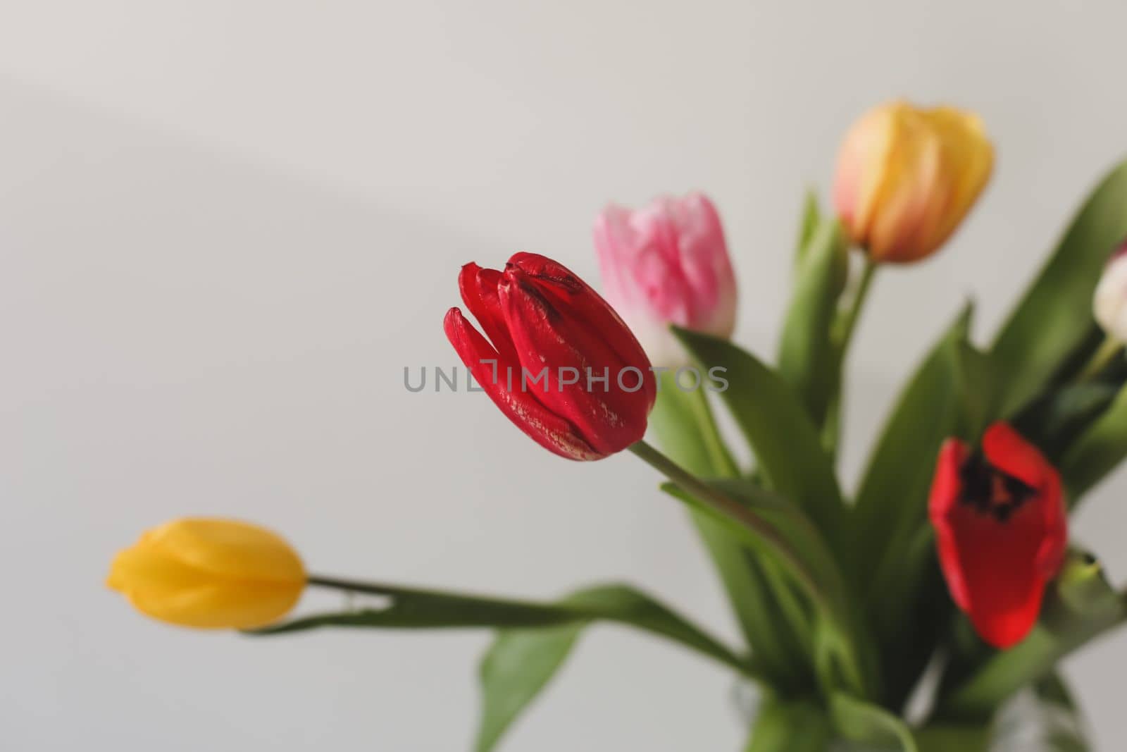 Colorful fresh tulips on a light background. 