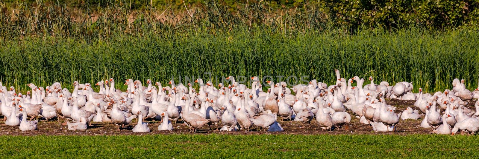 A large number of domestic white geese in a rural field in Germany