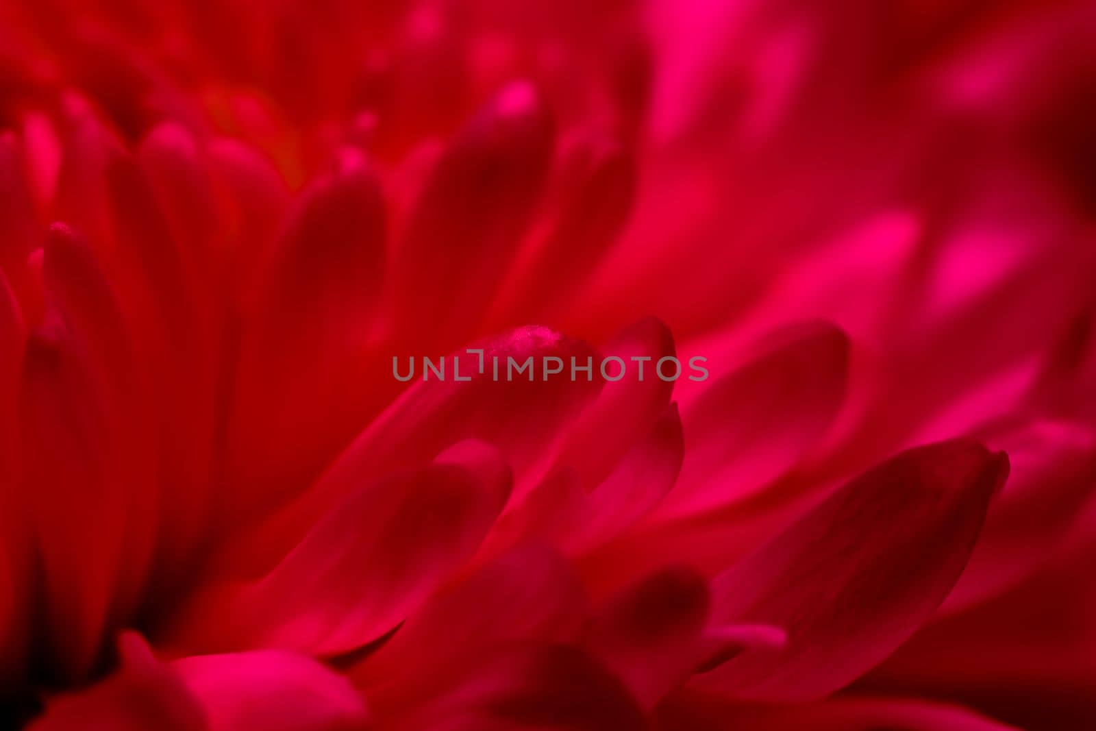 Abstract floral background, red purple chrysanthemum flower petals. Macro flowers backdrop for holiday design. Soft focus