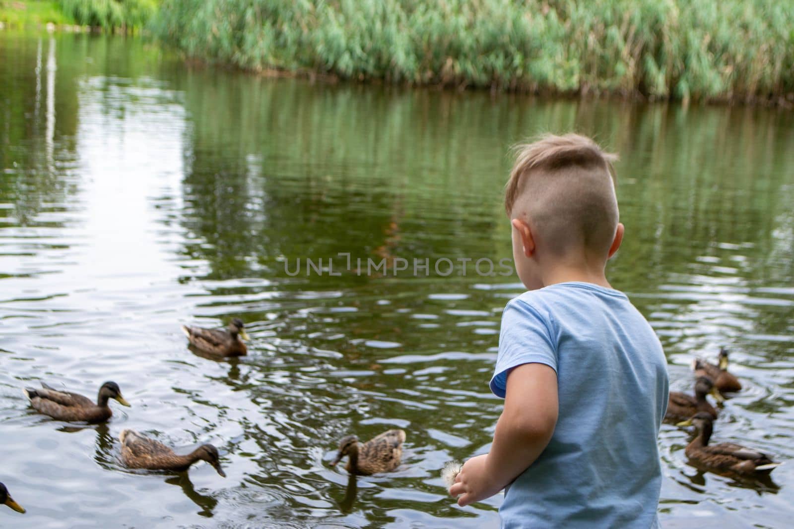 Small boy playing on a pond by milastokerpro
