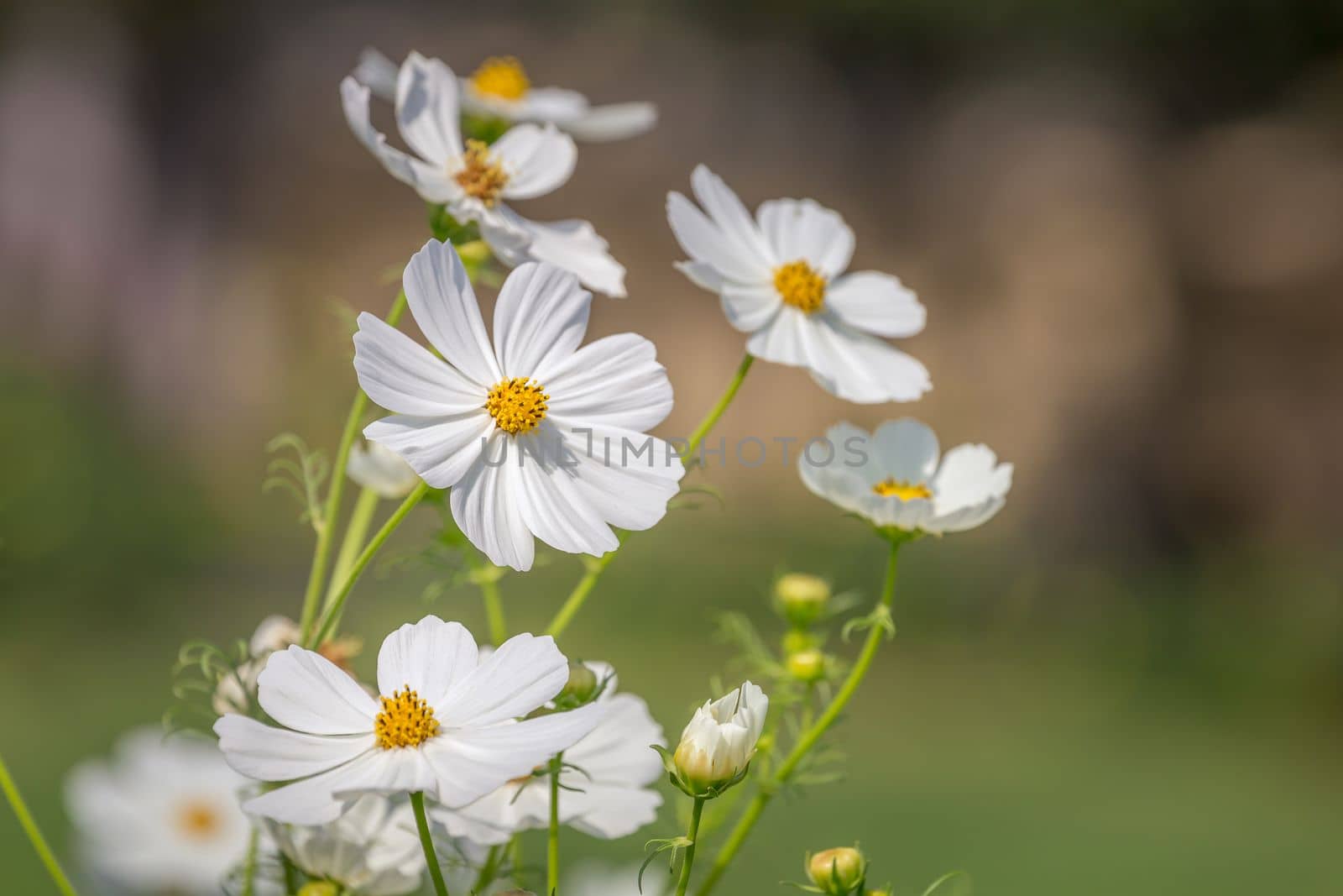 Delicate single flower head in a bloom, idyllic Giverny gardens at springtime, France