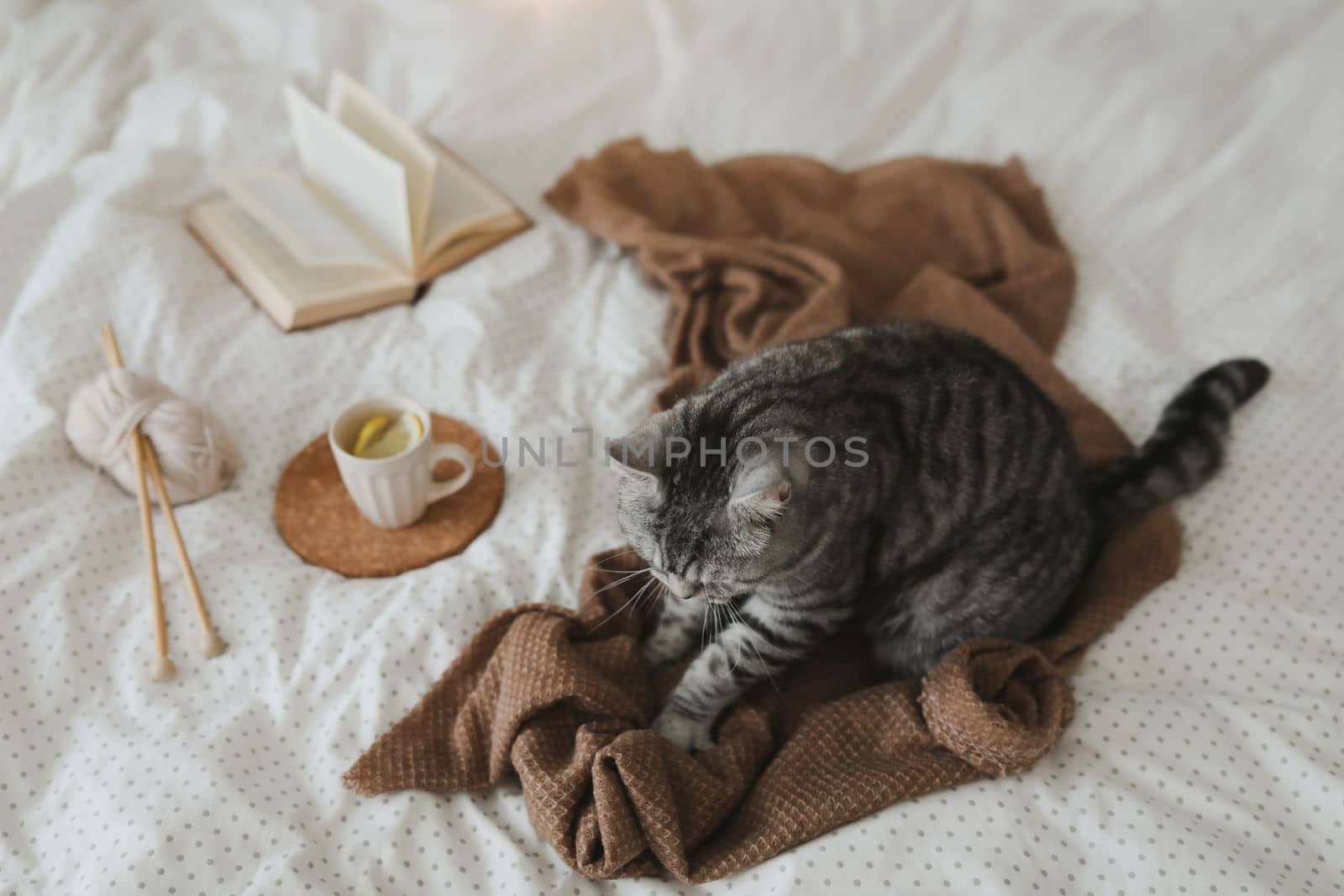 Cute tabby cat in bed on warm blanket. Hygge concept. Lazy weekend.
