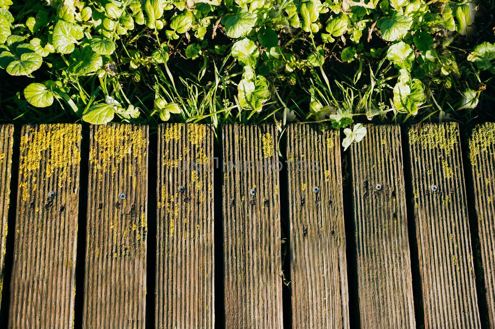 Old weathered wood planks covered with green moss and green leaves.