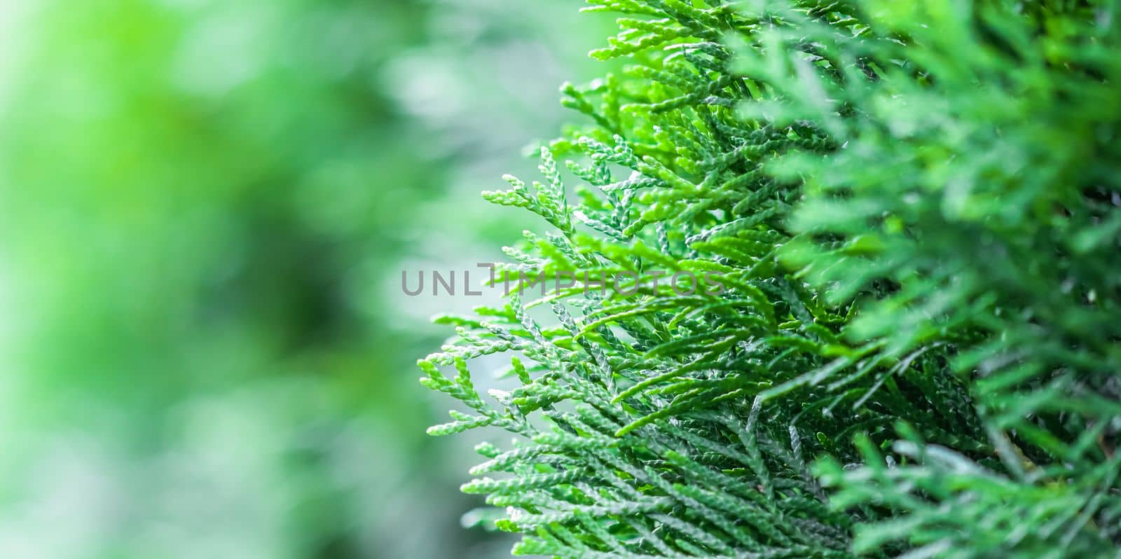 Blurred nature background. Closeup green leaves of evergreen coniferous thuja tree. Extreme bokeh with light reflection. Space for text