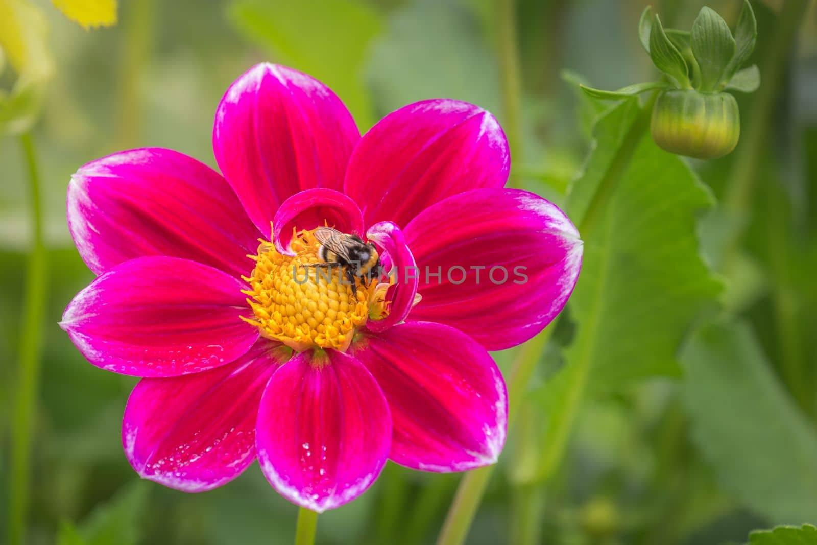 Bee on single dahlia flower head in idyllic Giverny, near Paris, France