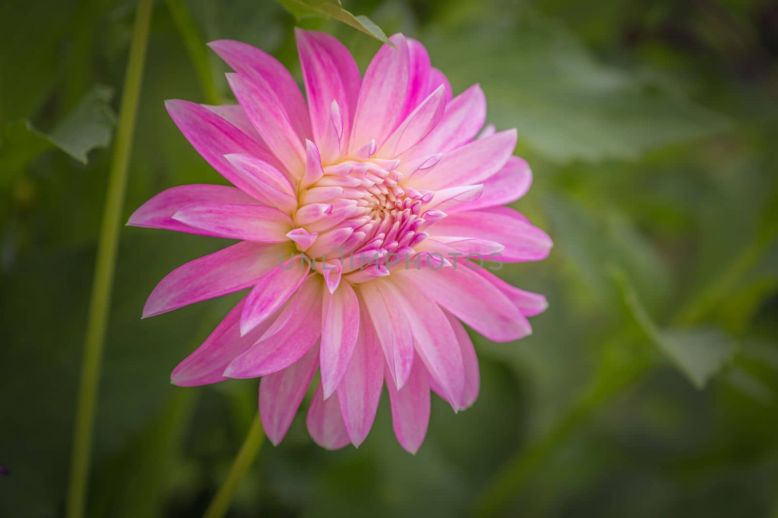 Delicate single flower head in a bloom, idyllic Giverny gardens at springtime, France