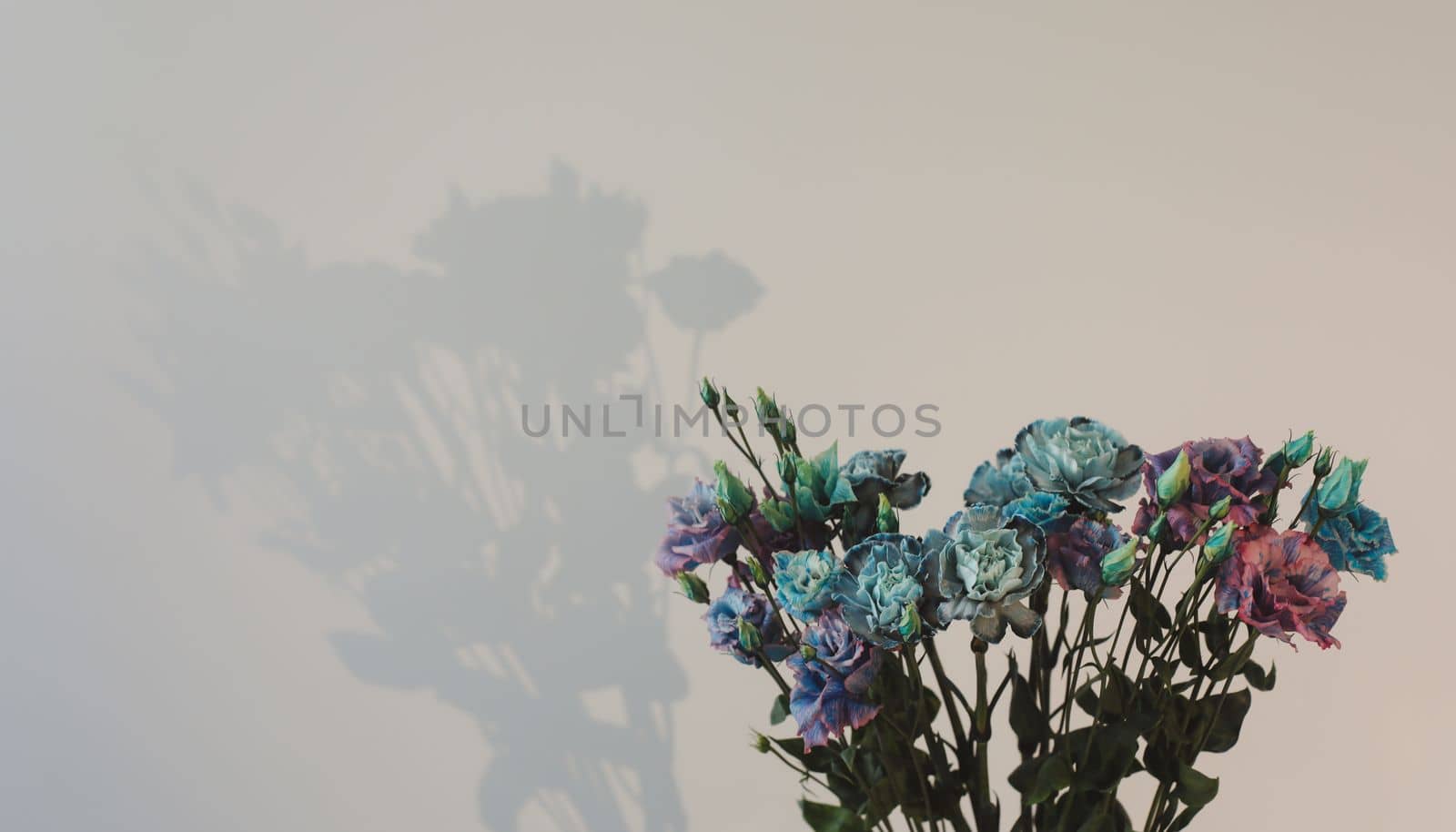blue and purple flowers isolated on white background with copyspace.