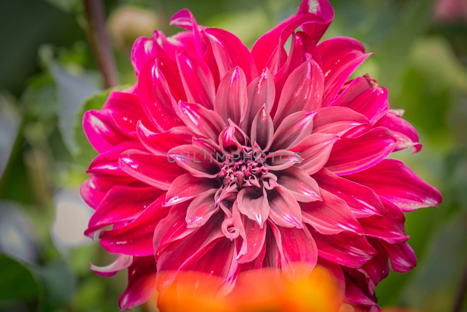 Delicate single flower head in a bloom, idyllic Giverny gardens at springtime, France