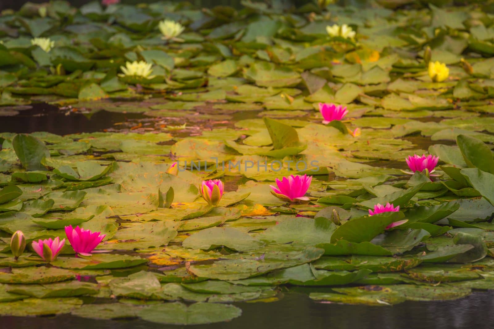 Idyllic Monet Water Garden, lilly pads landscape in Giverny, France