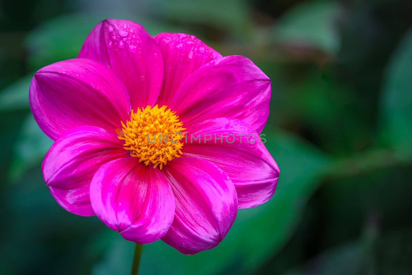 Delicate single flower head in a bloom, idyllic Giverny gardens at springtime, France