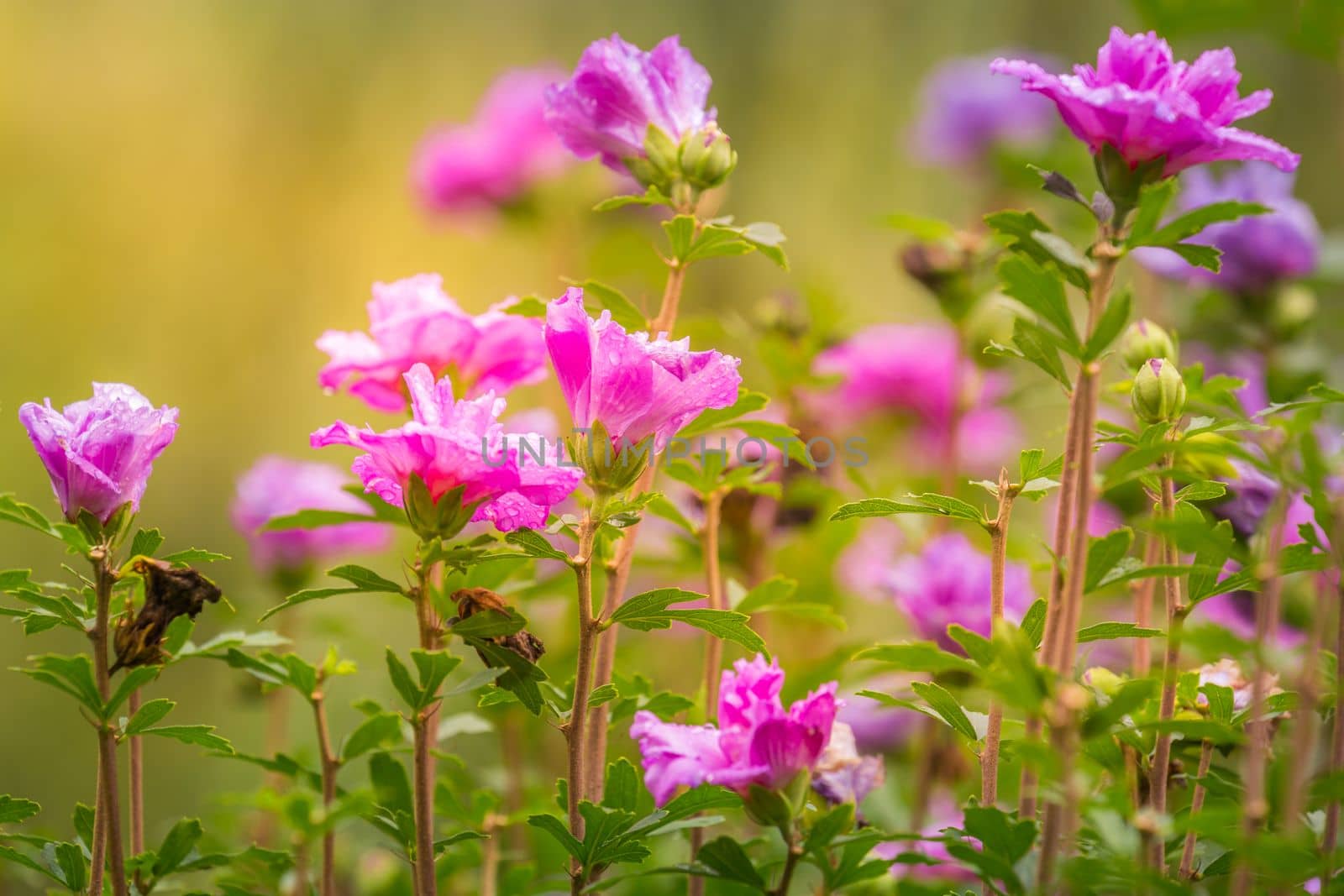 Delicate single flowers head in a bloom, idyllic Giverny gardens at springtime, France