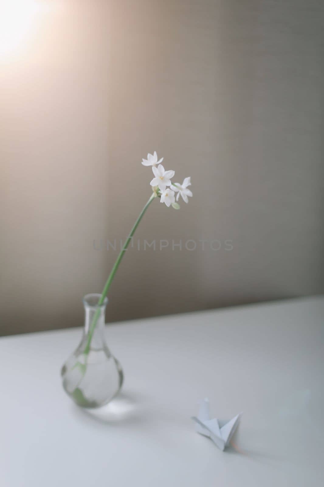 narcissus, daffodil spring flowers on the table on a sunny background