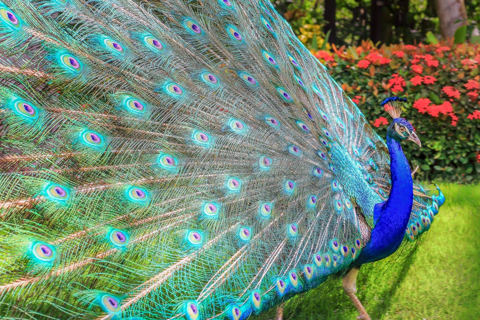 Beautiful blue male Peacock with feathers fanned out in South Asia
