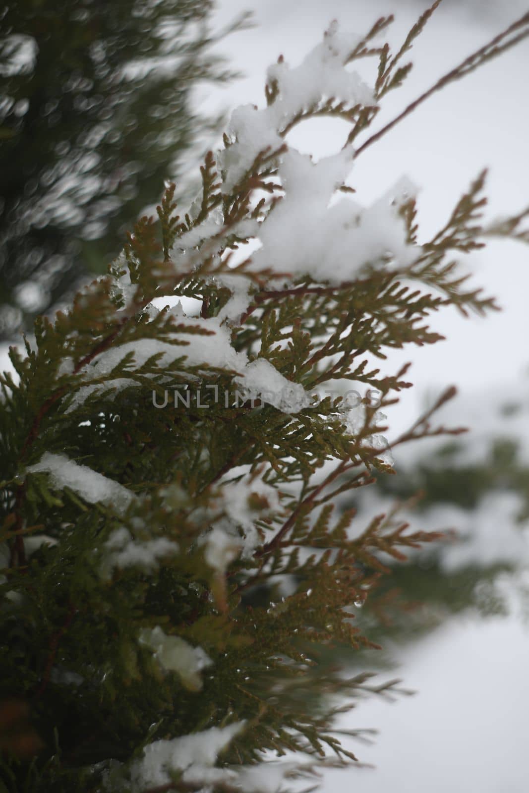 Green thuja branches covered with snow. Frozen plants. Winter season. Forest details. Beauty in nature. Atmospheric mood.