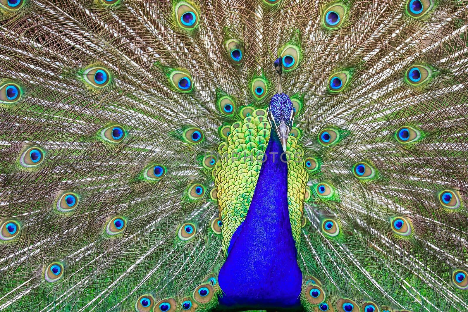 Beautiful blue male Peacock with feathers fanned out in South Asia