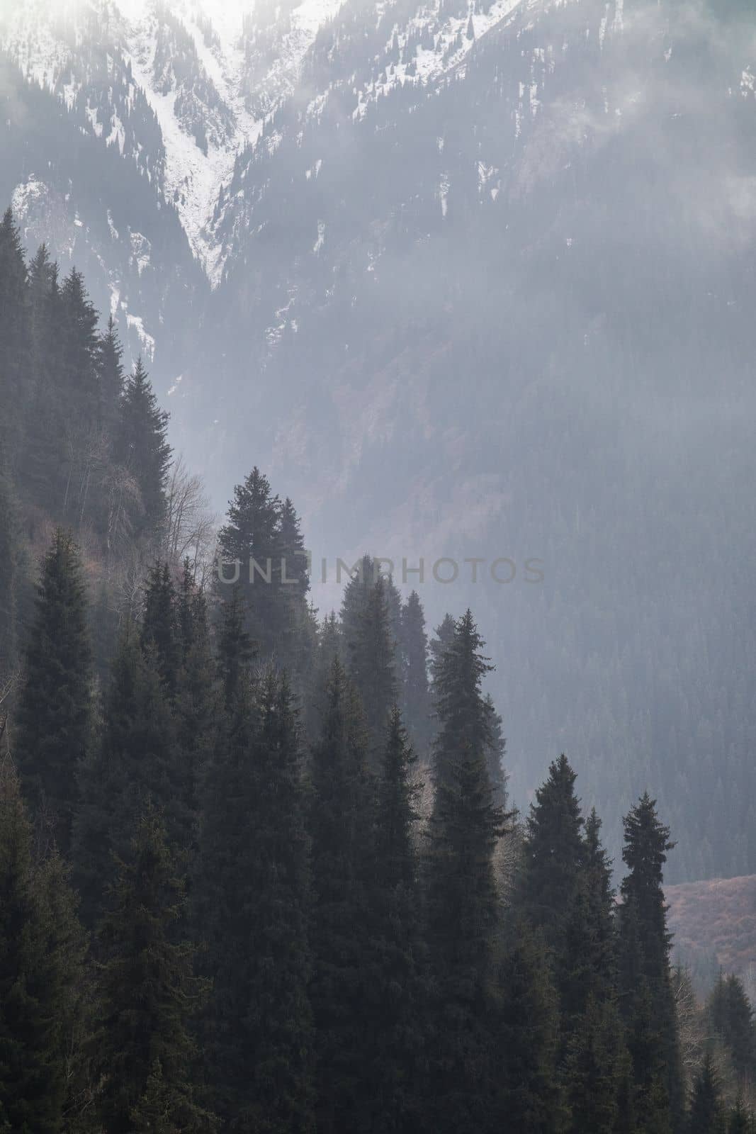 Hazy mountain vertical background with spruce forest.