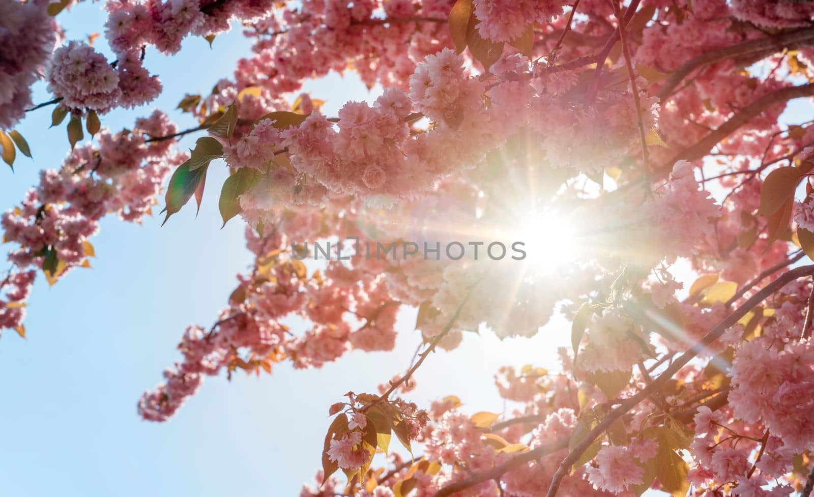 Flowers of the cherry tree against the sunset. Beautiful nature scene with blooming tree and sun flare. Spring flowers. Beautiful Orchard. Springtime