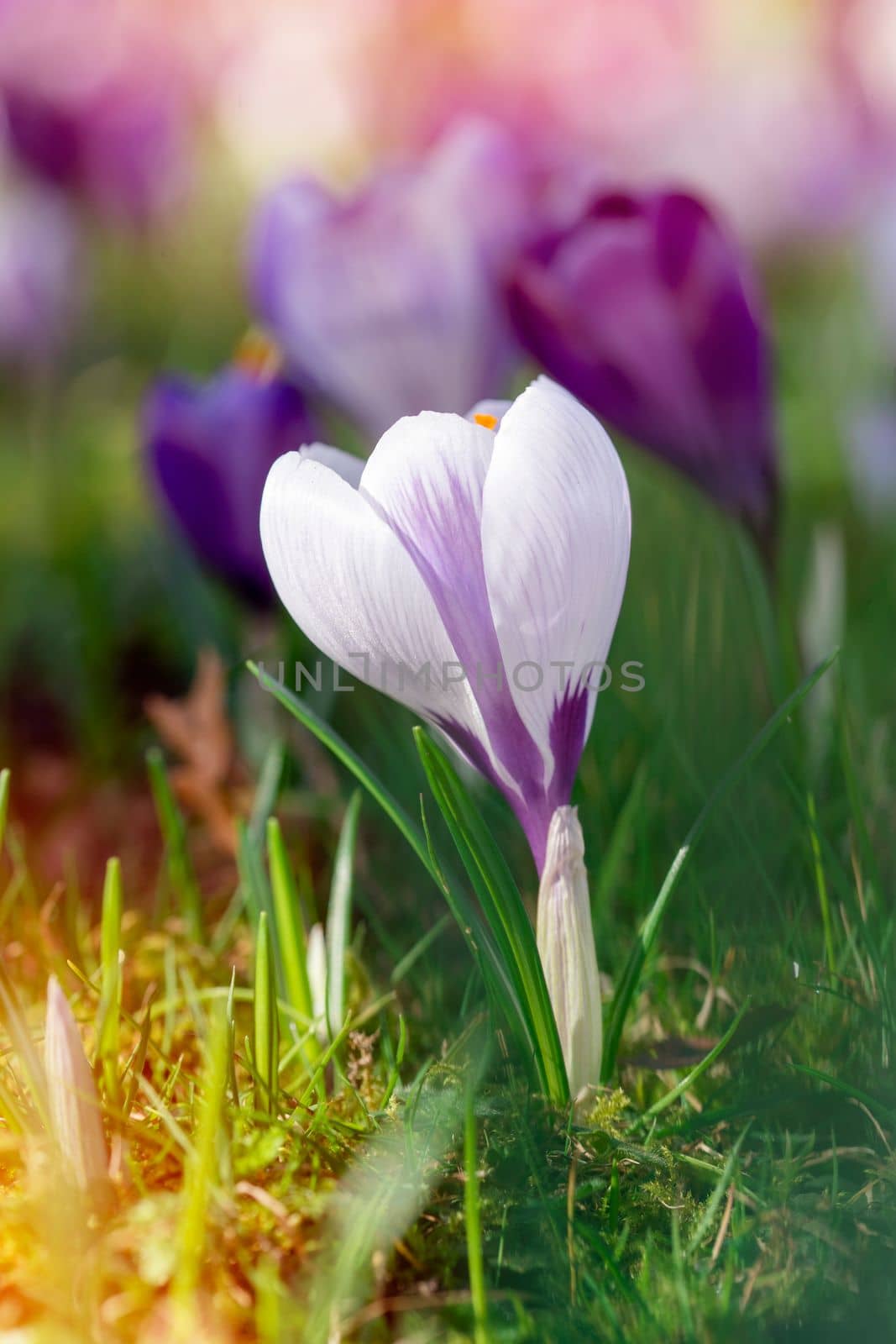 Beautiful wild crocus flowers on green grass on the sunny spring day. by Iryna_Melnyk