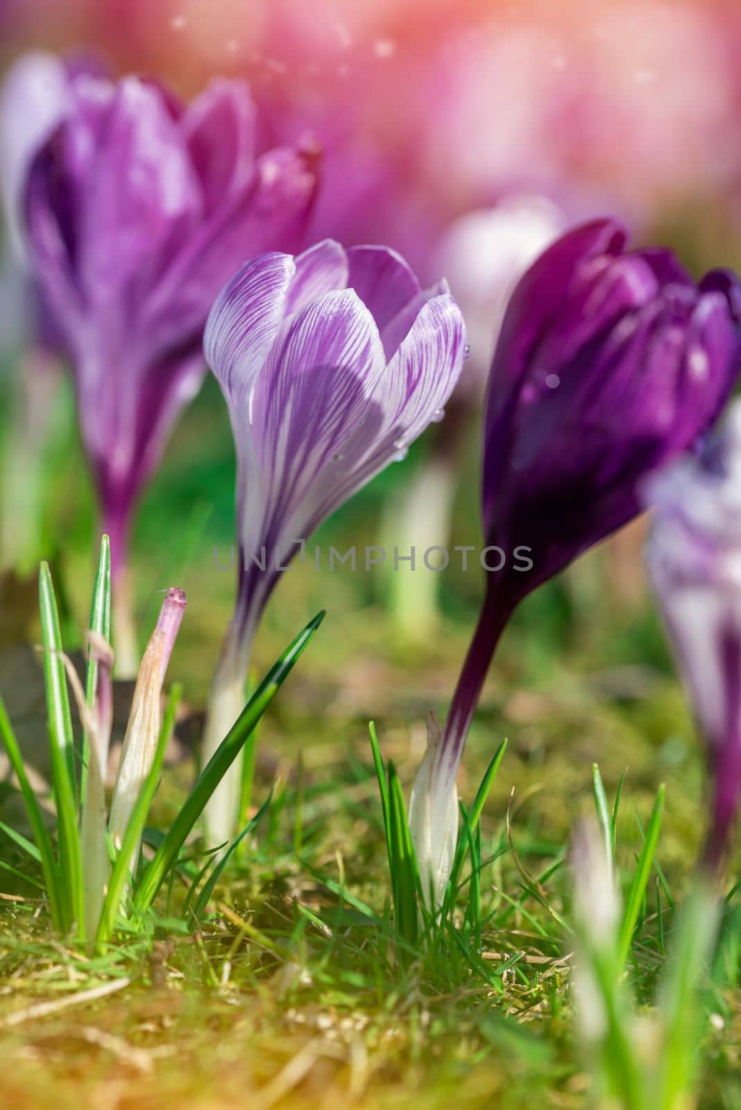 Beautiful wild crocus flowers on green grass on the sunny spring day.