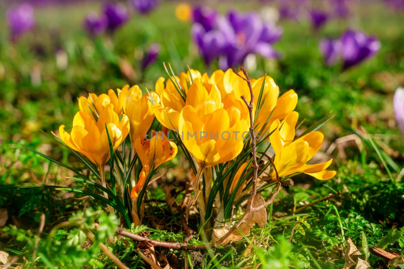 Beautiful wild yellow crocus flowers on green grass on the sunny spring day.