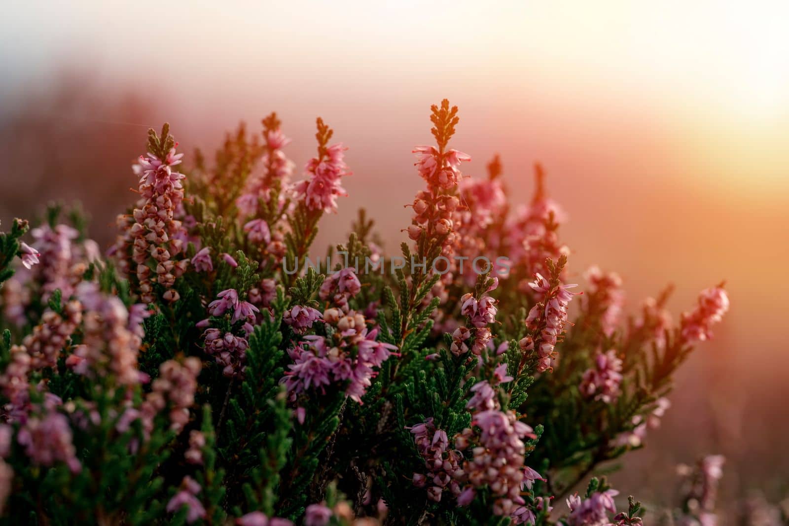 closeup of a flowering heather plant in Yorkshire landscape at sunset by Iryna_Melnyk