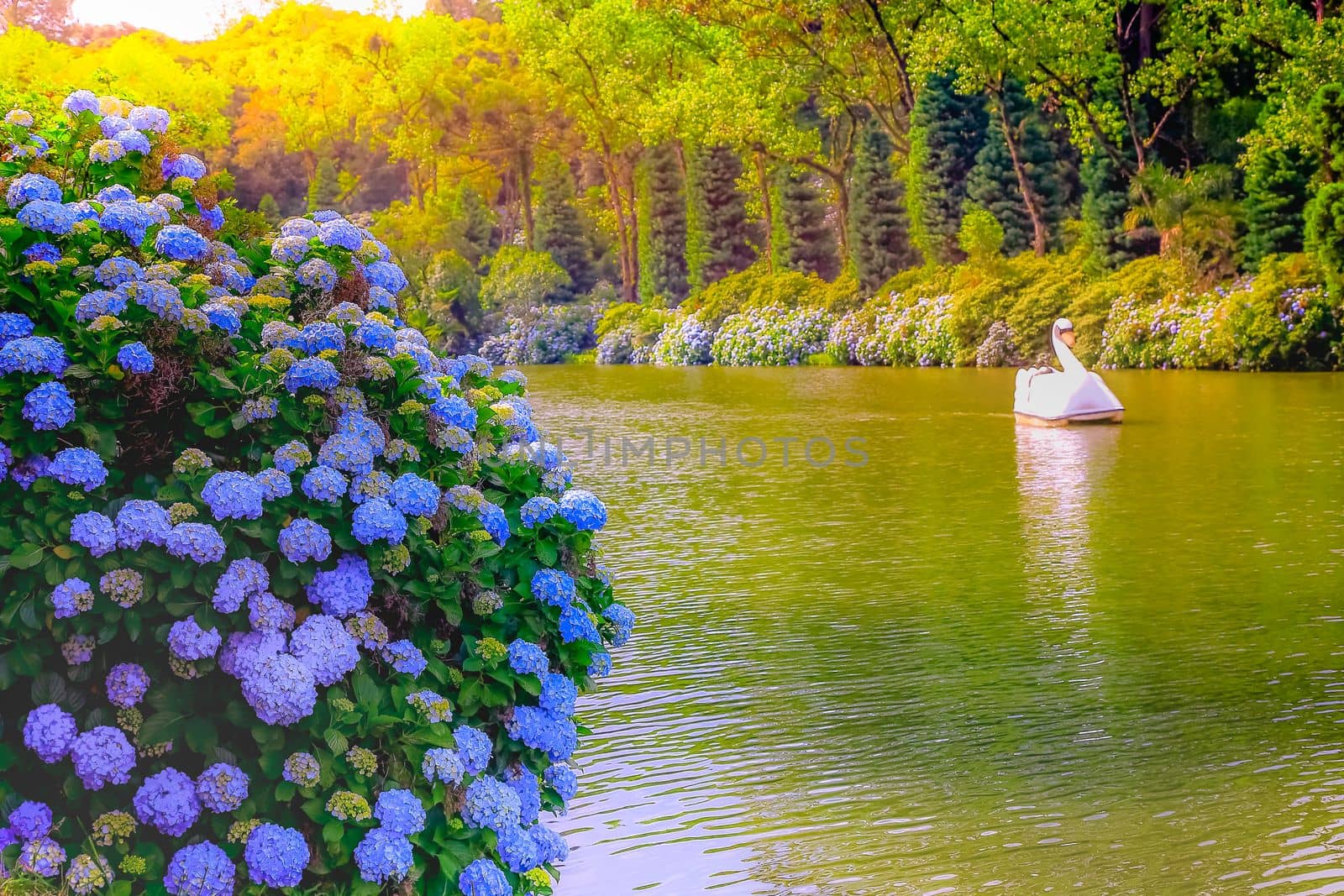 Lago Negro, idyllic landscape with Hydrangeas, Gramado at springtime, Southern Brazil