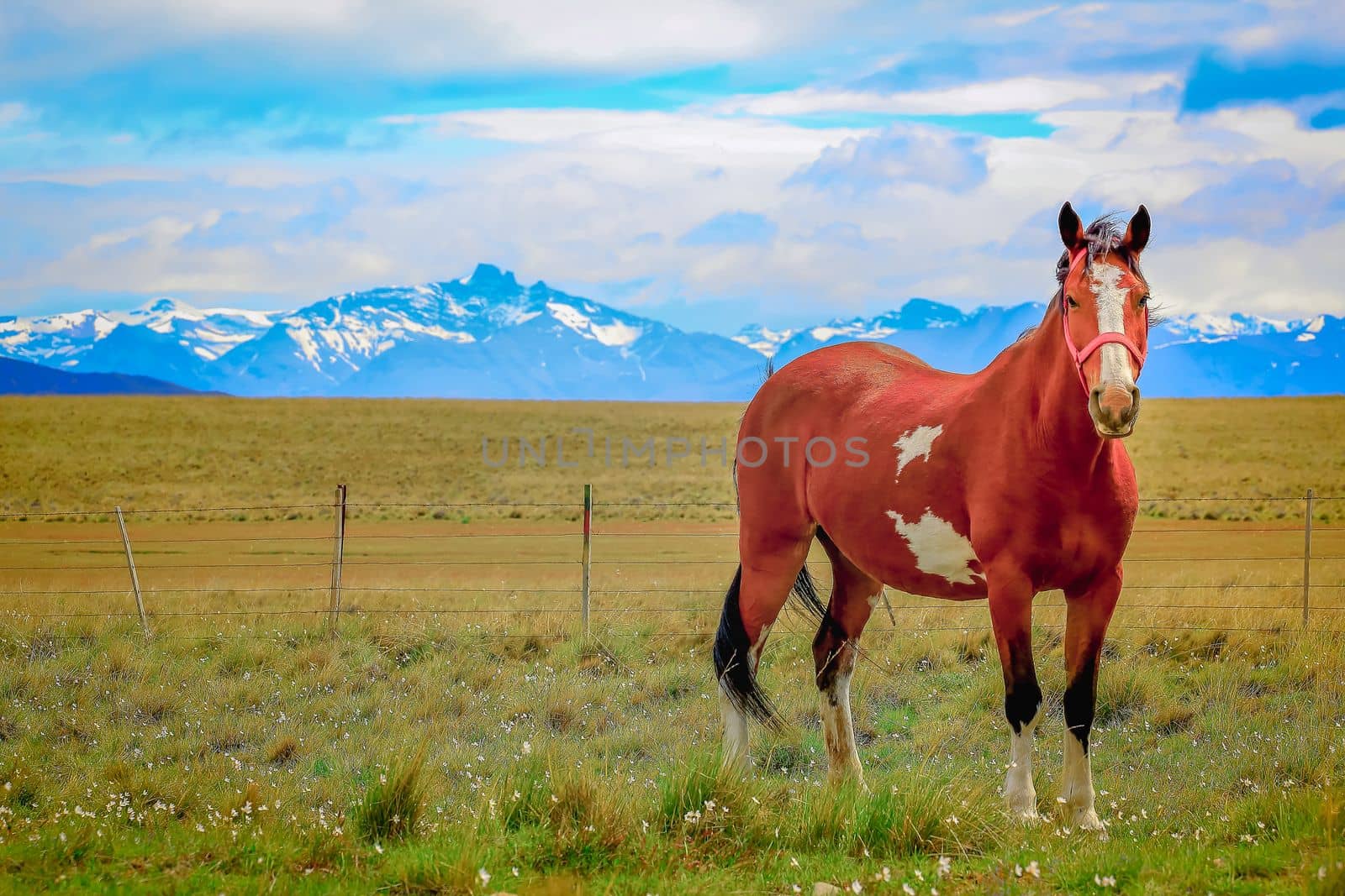 Stallion brown wild horse, mustang in the Patagonia steppe, Argentina, South America
