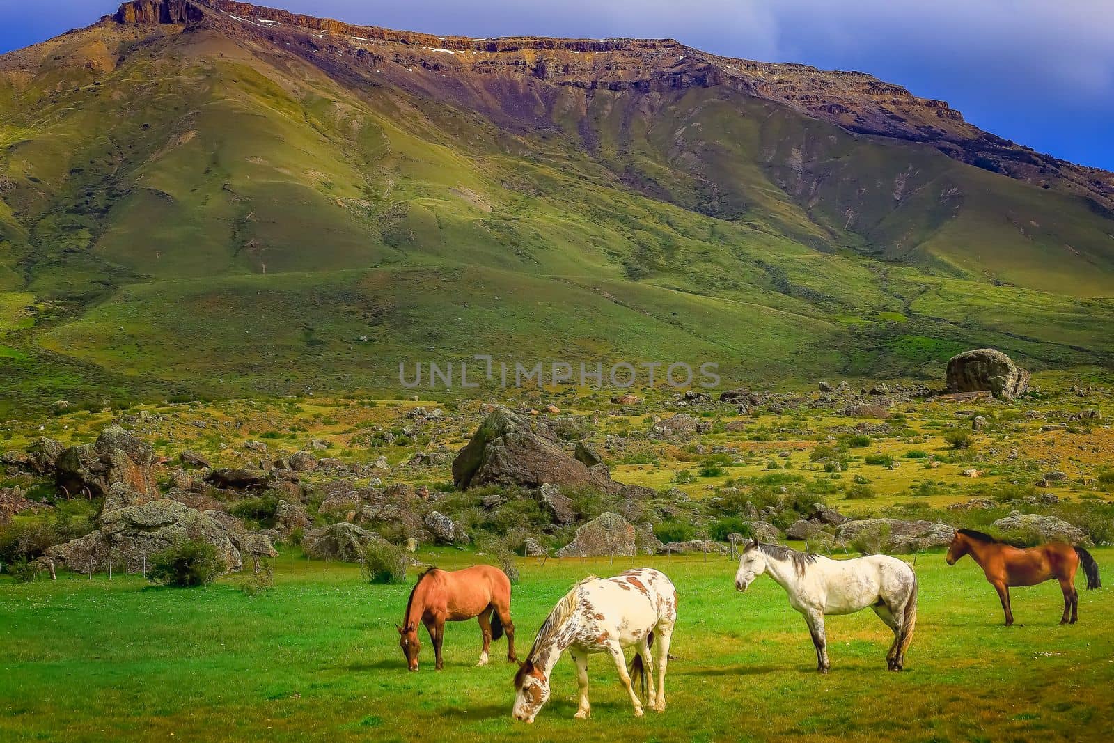 Stallion brown wild horses, mustang in the Patagonia steppe, Argentina, South America